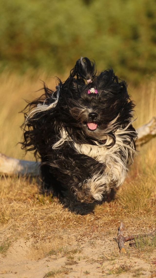 A long-haired, black and white dog runs enthusiastically directly toward the camera, leaping over a piece of driftwood in a field of dry, yellow grass. Its dark fur is blowing back heavily from the motion, and its hair is tied on top of its head with a pink bow. The dog's mouth is open with its tongue out.