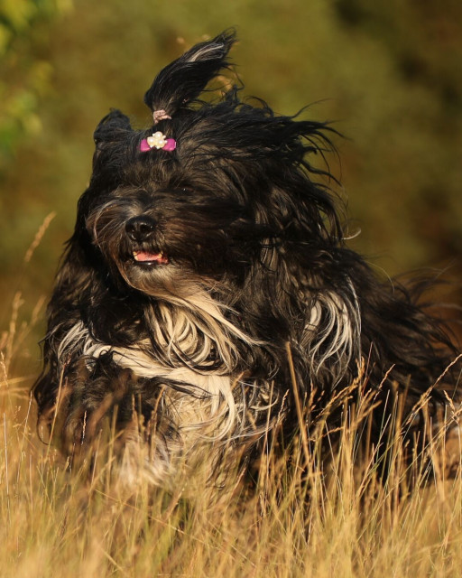 A fluffy black and white dog runs through tall, dry golden grass, angled slightly to the left of the frame. The dog's long coat is blowing in the wind, and it wears a pink bow holding up a topknot. The dog's mouth is open, and it is illuminated by warm sunlight against a dark, softly blurred background.