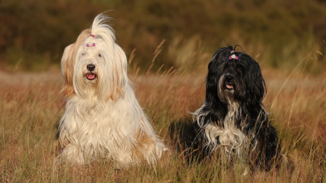 Two long-haired dogs are resting side-by-side in a field of dry grass against a blurred green background. On the left, a black and white dog is lying down. On the right, a cream-colored dog is sitting upright. Both dogs are looking toward the camera, have their hair tied up in topknots with pink bows, and have their mouths open.