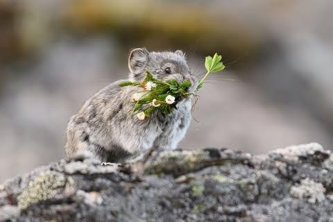 pika perched on rock carrying a bunch of plants with white flowers in their mouth