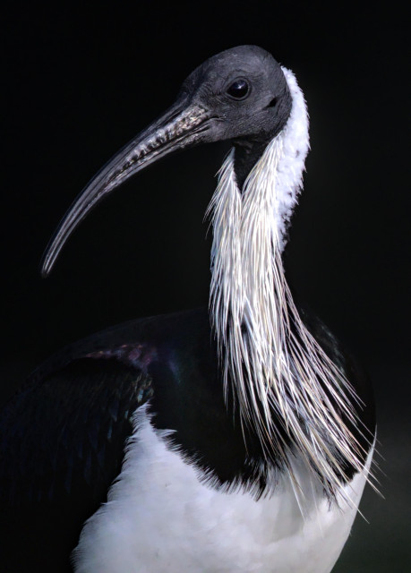 Close-up side profile of a straw-necked ibis with a long curved black bill and long white neck plumes, set against a dark background.