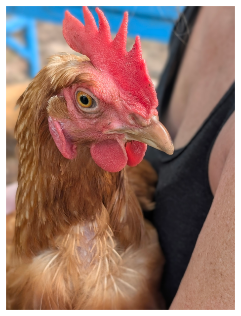 	
A close-up of a brown chicken with a bright red comb and wattles, being gently held by a person wearing a dark tank top. The chicken is looking slightly left, with its beak closed,.