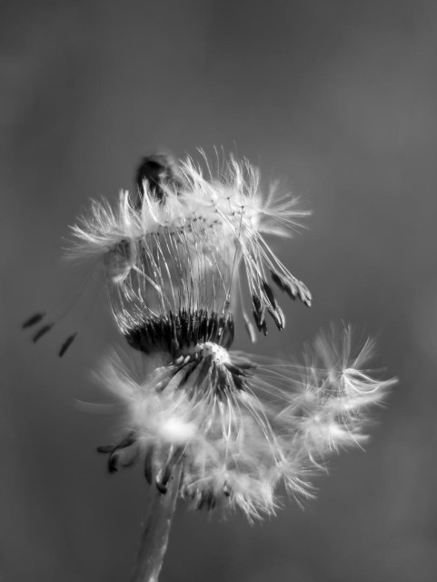 Pusteblume schwarz-weiß. Die Schirmchen und Samen sehr schwungvoll, als ob sie Spaß beim Spiel und Drehen haben.