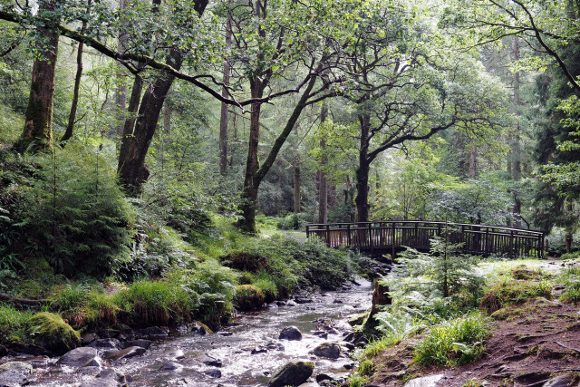 Eine Holzbrücke führt über einen kleinen Flusslauf mit Steinen und Felsbrocken im Wasser. Links und rechts Wald mit Bäumen, Büschen und Farnen. Ein kleiner Pfad führt von der Brücke in den Wald. Die Stimmung ist friedlich, die Farben grün-grau-silber, die Blätter noch nass vom Regen.

A wooden bridge spans a small stream with stones and boulders in the water. To the left and right, there is woodland with trees, bushes and ferns. A narrow path leads from the bridge into the woods. The atmosphere is peaceful; the colours are green, grey and silver, and the leaves are still wet from the rain.