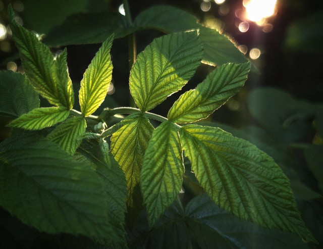Green, young leaves illuminated from behind by the low-hanging sun, glowing a bright green, whilst the parts of the leaves not in the light appear darker as a result.