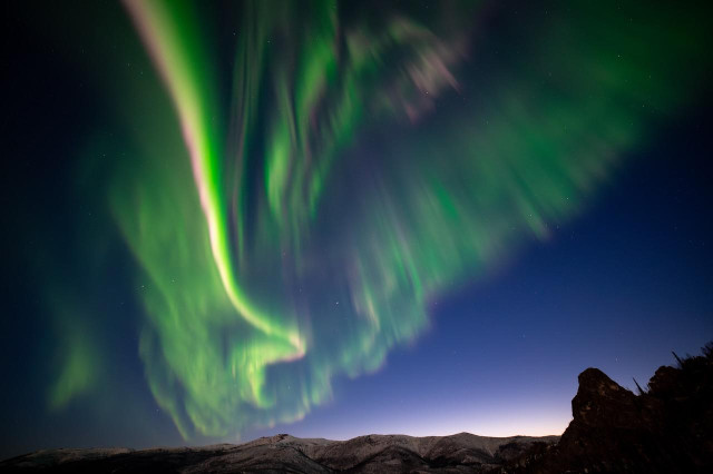 Bright green curtains of aurora borealis fill most of a deep blue night sky, swirling and streaming diagonally from the upper left toward the horizon. The brightest band forms a sharp ribbon of vivid green edged with pink and magenta, folding back on itself like drapery, while fainter rays fan out to the right in soft vertical streaks. A few stars show through the glow. Along the bottom, a low ridge of snow-covered mountains catches faint light, and the dark silhouette of a rocky outcrop with a few spruce trees rises in the lower right corner. A thin band of pale purple twilight lingers just above the mountains.