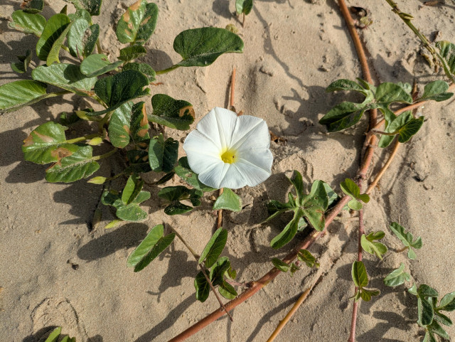 A white flower off a green vine.  It is on a light beach sand.
