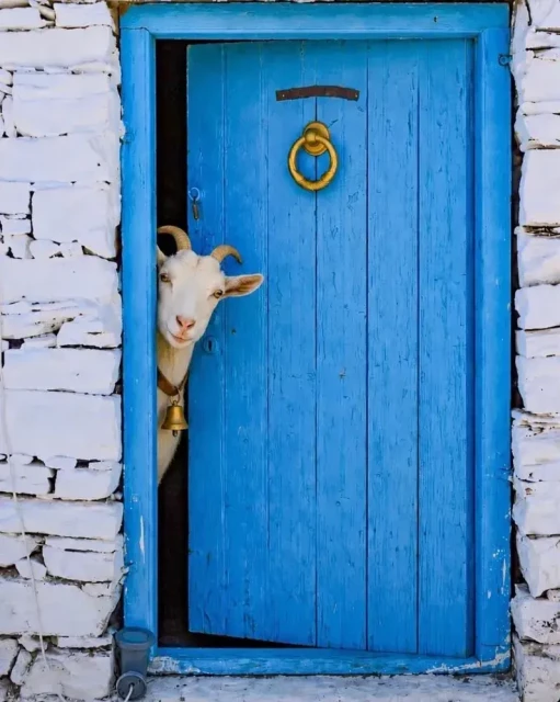 A photo of a white goat wearing a bell looking out from a partially open blue wooden door on a white-walled stone building.