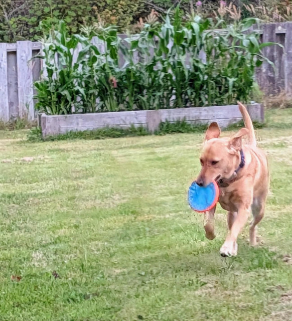 Golden lab is running on grass with a her new throwing disc in her mouth. Her pal's corn is growing in a raised bed behind her. 
