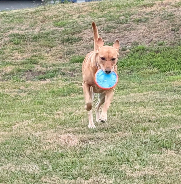Golden lab is running on grass with a her new throwing disc in her mouth. 