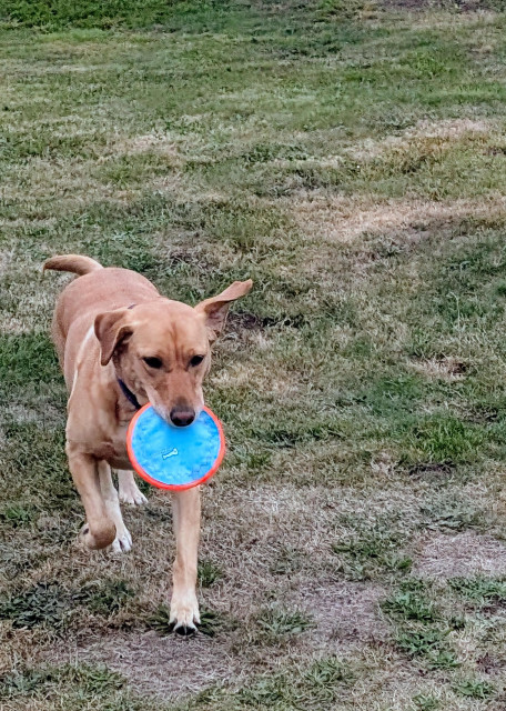 Golden lab is running on grass with a her new throwing disc in her mouth. 