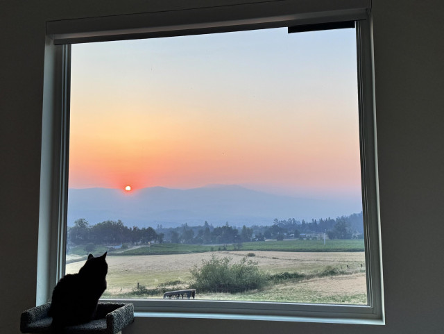 A small black cat looking out a plate glass window at the sunrise.  There are green fields in the view but the mountains in the distance are heavy with smoke, and the sunrise looks red and orange. 