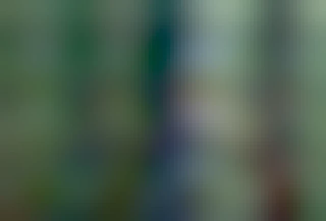 Wespenspinne in ihrem Netz zwischen Schilfhalmen