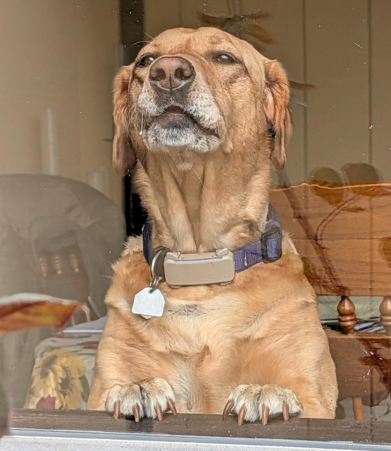 Golden lab is glaring at a plumber through the window who has parked his van in front of her house. 