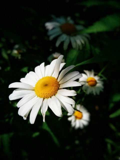 White daisies are seen grouped together hiding in the light and shadows of a garden.