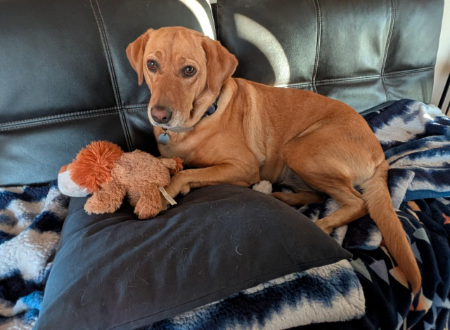 Golden lab is lying on her blue and white blanket and blue pillow with her toy lion. You can't tell but her tuxedo cat toy is under her. Gotta keep those toys close. 