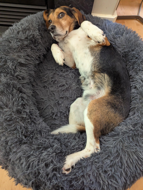 Photo of tricolor beagle lying on his back in a blue dog bed with paws raised