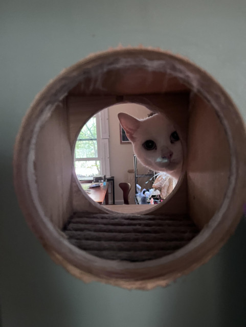 A white cat peeking around the edge of a round hole to another room
