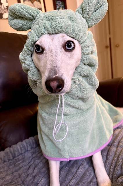 Tiny husky in a bathrobe