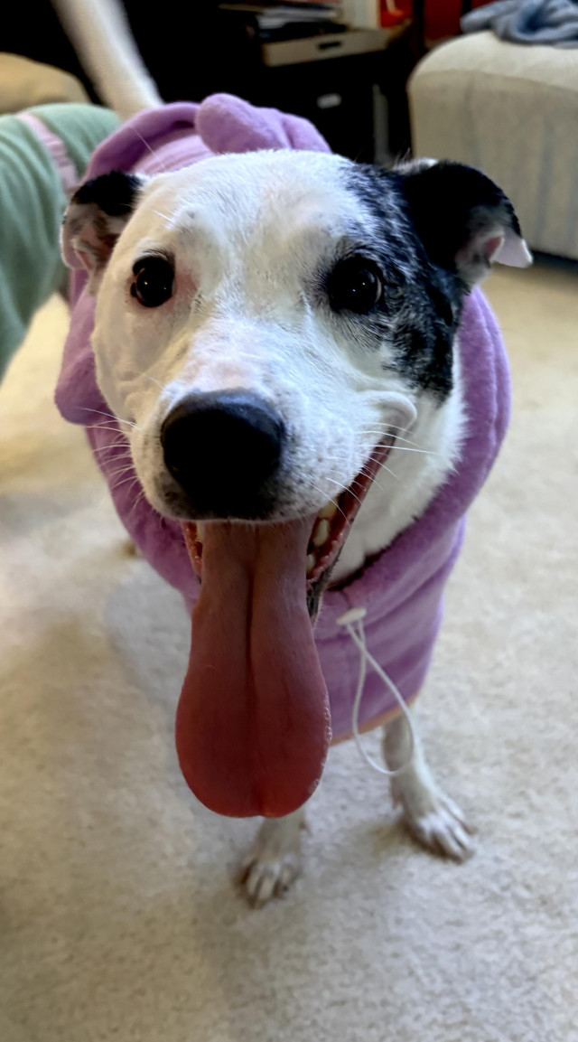 Silly pibble in a bathrobe