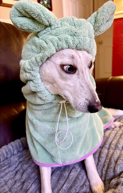 Tiny husky in a bathrobe