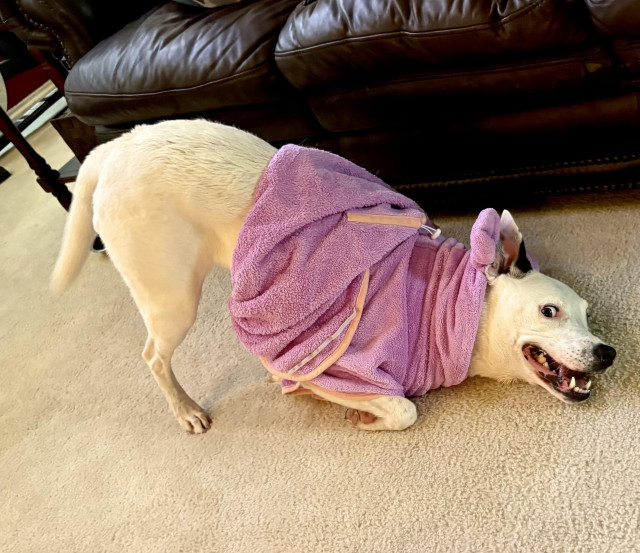 Silly pibble in a bathrobe