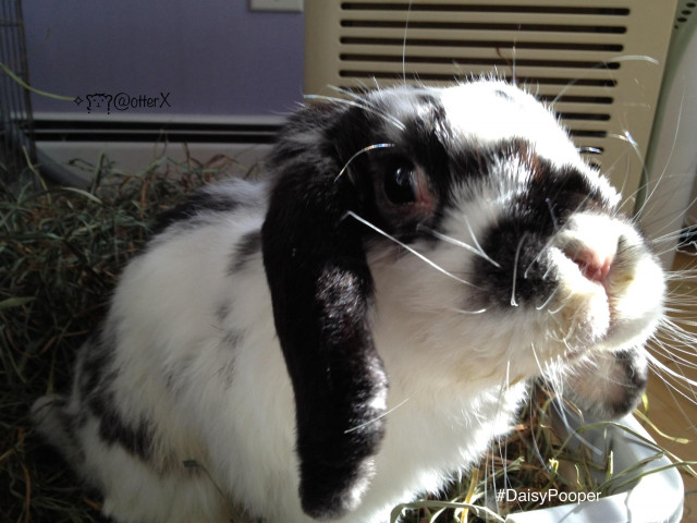Closeup of our beloved white lop eared bunny with black ears and eye, nose and back markings. She sits in the box of hay, looking up at us adoringly.