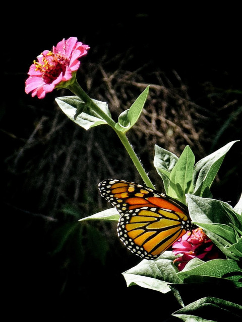 A monarch butterfly is seen close up sitting on a small pink flower. Another flower is seen above also part of the same plant.