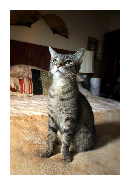 My striped gray tabby Max (dearly missed) sits alert and upright on the corner of a bed that’s covered by a comforter and a throw in neutral colors. He’s paying close attention to something out of frame and behind the camera, likely birds outside the window. Behind him are some pillows piled against a red headboard, a couple of folding hand fans mounted on the wall in their “open” position, and a side table with some blurred items.