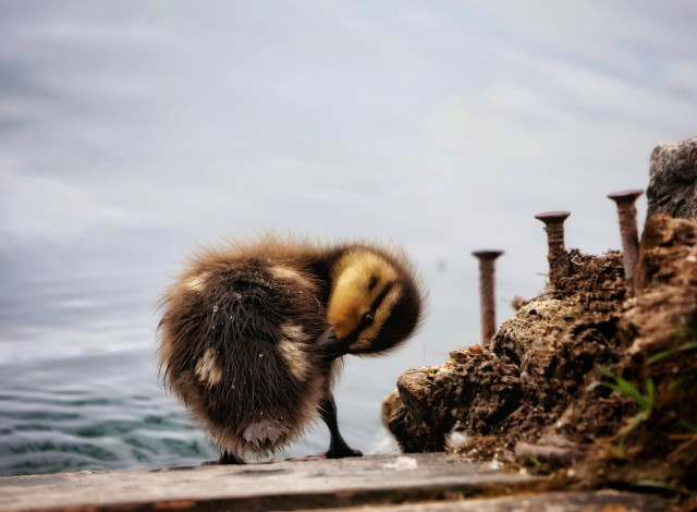 A fluffy duckling with yellow and brown down feathers and a visible black eye stands on weathered grey wooden planks at the edge of calm water. To the right, rusty iron screws protrude from earth. The duckling grooms its plumage, with water droplets on its feathers. In the softly blurred background, gentle ripples move across the water's surface.