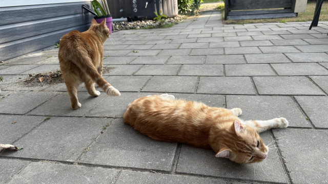 George and Washy playing around in our garden