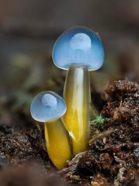 A two tiny glass like looking mushrooms 