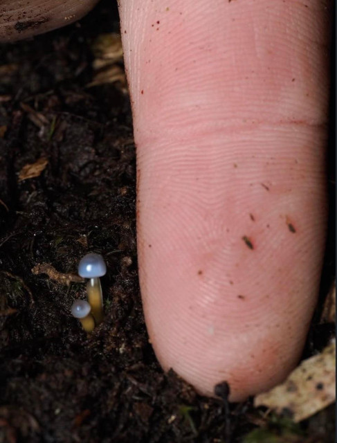 Microscopic mushrooms near a regular sized finger.