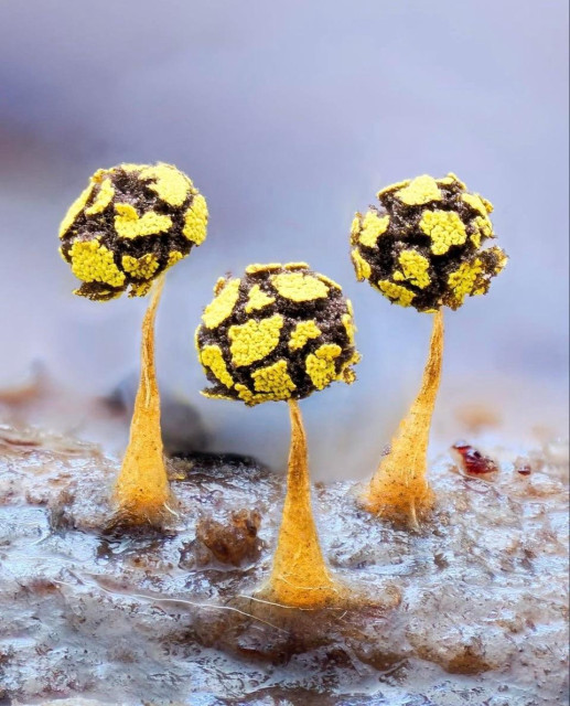 Three small, mushroom-like structures with yellow and black textures are depicted against a blurred background. They have thin, elongated stems and appear to be growing from a moist surface.