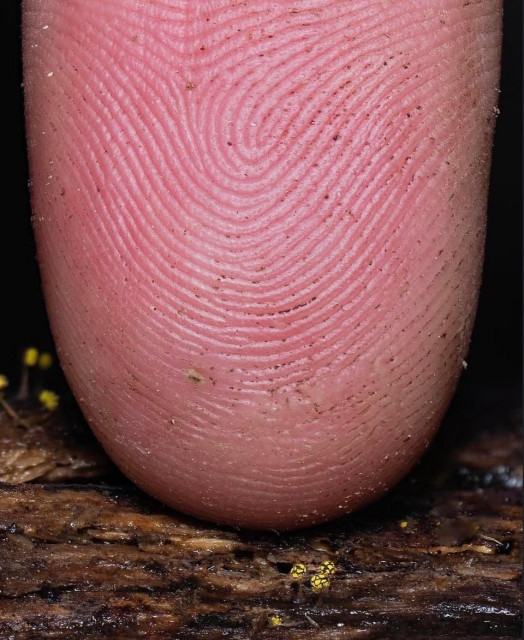 Microscopic mushrooms near a regular sized finger.