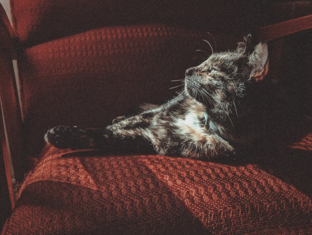 Lilli the cat is lying on a red-upholstered chair, facing the sunlight.