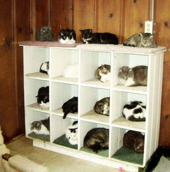 organizer cabinet in a living room filled with cats and more cats resting on top
