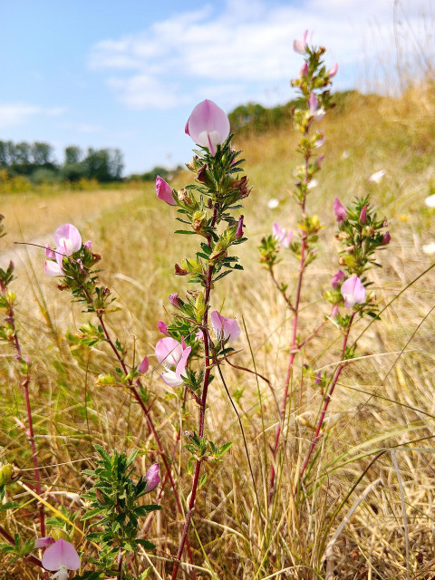 Portrait der Dornigen Hauhechel am Wegesrand.