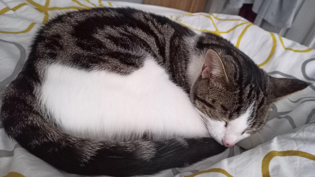 A tabby and white cat asleep, curled up on the bed, nose to tail.