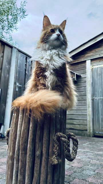 Orange the cat in a pole