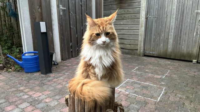 Orange the red cat