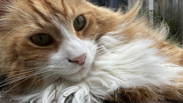 Cutie cat orange