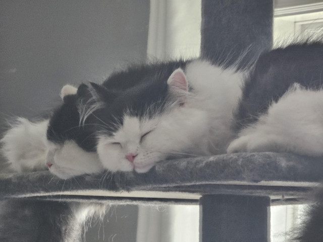 Oy the kitten snoozes on his cat tree, reflected in a mirror behind him. He's small and very fuzzy, and his face is all squinched up cutely. 
