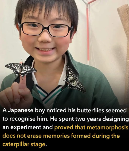 Photo of a smiling boy holding two black and white-coloured butterflies 

A Japanese boy noticed his butterflies seemed
to recognise him. He spent two years designing
an experiment and proved that metamorphosis
does not erase memories formed during the
caterpillar stage.