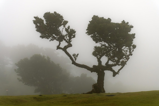 Auf diesem Foto sind zwei alte, knorrige Bäume zu sehen, die in dichten Nebel gehüllt sind. Die Bäume stehen auf einer sanft abfallenden, grünen Wiese. Ihre Äste sind weit ausgebreitet und wirken fast wie Arme, die sich in den nebligen Himmel strecken. Die Atmosphäre ist ruhig und geheimnisvoll, fast unwirklich. Der Nebel verschleiert die Umgebung und lässt die Bäume wie einsame Gestalten in einer anderen Welt erscheinen.