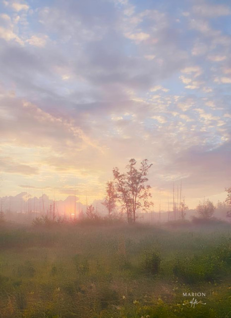 Es ist eine Moorlandschaft zu sehen, im Hintergrund abgestorbenen Bäume die gegen den zartfarbenen Morgenhimmel sich abheben. Das Grün und rotbraun der Moorwiese ist durch den Dunst wie ein Aquarell. Zartgolden schimmert der Himmmel hindurch und alles wirkt wie durch einen zarten Schleier.