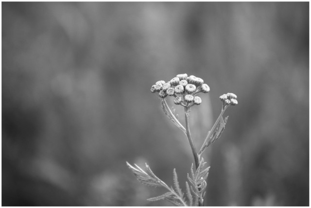 Nahaufnahme einer Blume mit mehreren kleinen Blütenköpfen vor unscharfem Hintergrund