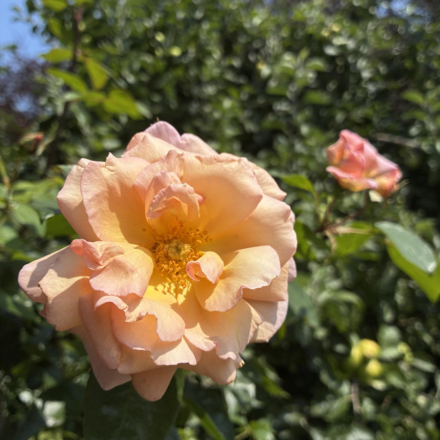 A photo of an apricot coloured rose with a yellow centre, catching the light. Another bloom opening blush pink behind, out of focus. Green foliage of an apple tree as a backdrop with a chink of blue sky in the top left of the frame