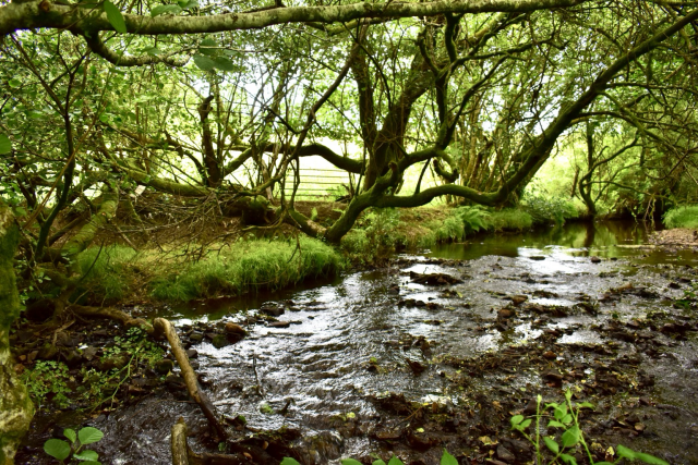 Willows by a stream 