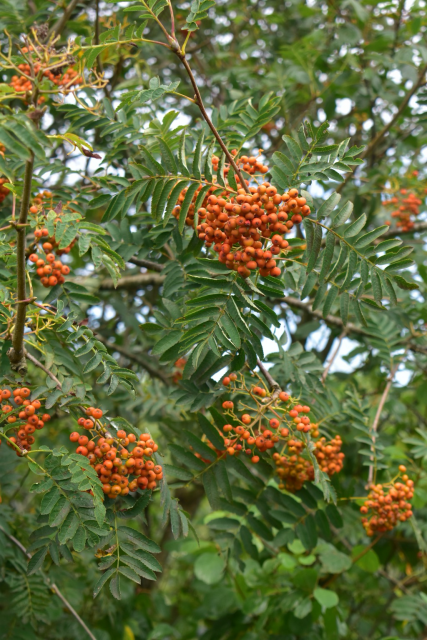 Orange Rowan berries 